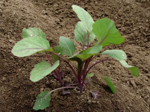 Ang pagtatanim ng mga sprout ng Brussels para sa mga punla