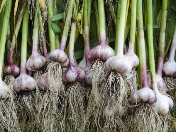 Kailan kolektahin ang bawang sa Siberia