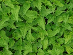 Les bienfaits de l'ortie pour nourrir les tomates