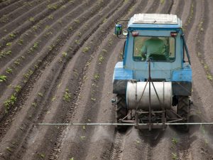 Application de lapis-lazuli contre les mauvaises herbes sur les pommes de terre