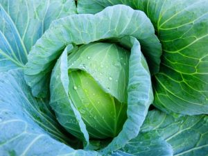 Paglalarawan ng Lennox cabbage variety