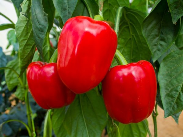 Ang mga Bell peppers ay mabuti para sa mga salad