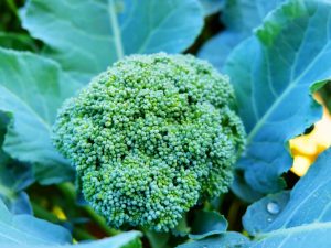 Ang pinakamahusay na mga broccoli hybrids at variety