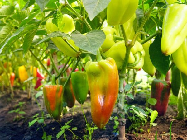 Ang pinakamahusay na peppers para sa mga polycarbonate greenhouse