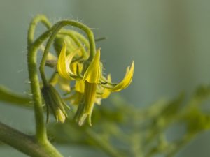 Fleurs doubles sur tomates