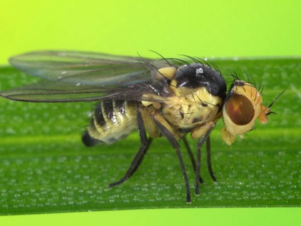 Mga pamamaraan sa pagkontrol ng cabbage fly