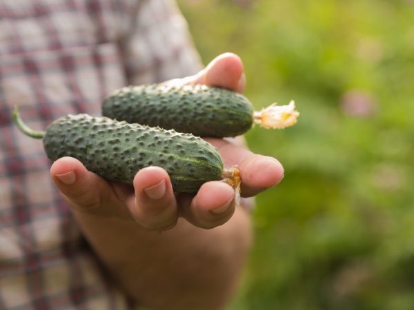 Iba't ibang uri ng pipino Ant