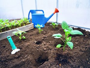 Distance lors de la plantation de poivrons dans une serre