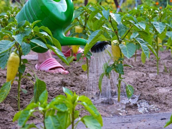 Top dressing of pepper with folk remedies