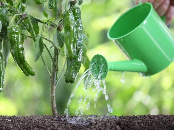 Top dressing will help plants grow better