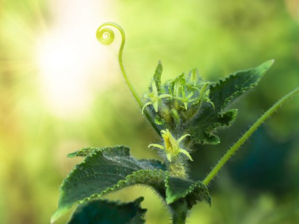 Mga scheme para sa pruning cucumber sa isang greenhouse