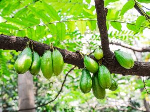 Punong pipino ng bilimbi