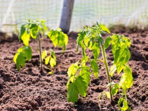 Caractéristiques du buttage de la tomate