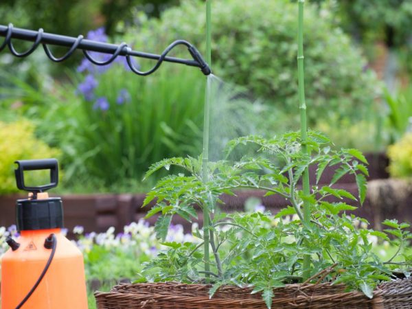 Spraying rules for tomatoes