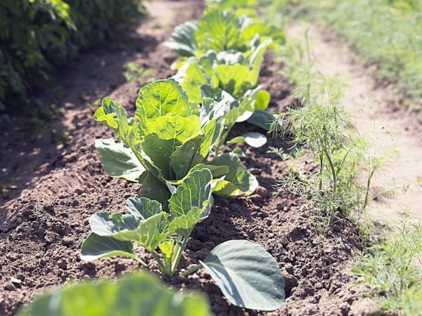 Les plantes ont besoin de bons soins