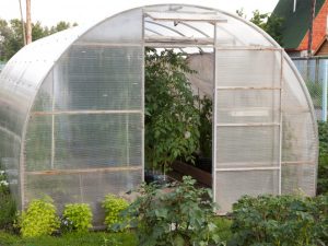 Utilisation d'une serre pour les plants de tomates