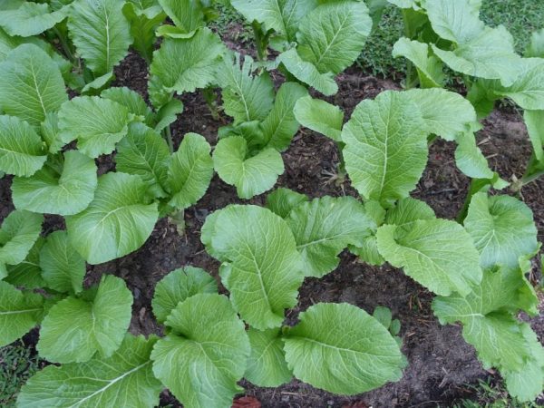 Les plantes peuvent être replantées lorsque la troisième paire de feuilles apparaît.