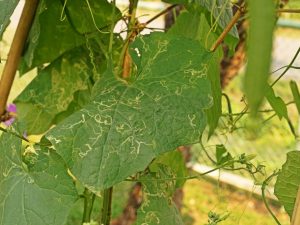 La cause des feuilles de marbre dans les concombres