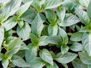 Feuilles violettes de poivrons