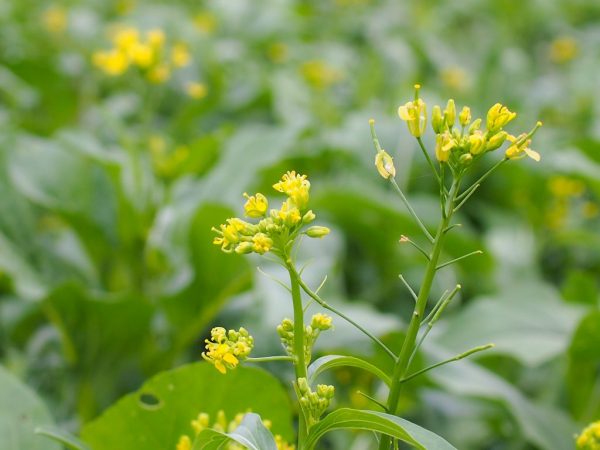 Causes de la floraison du chou chinois