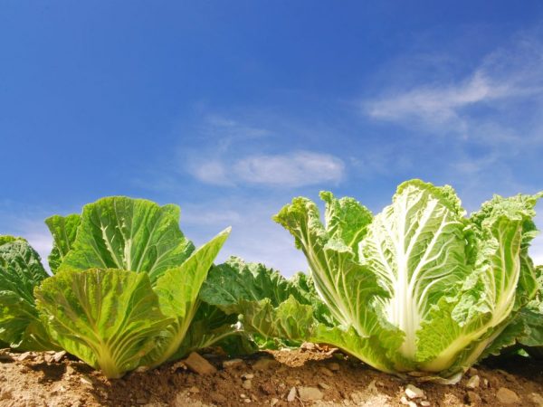 Le maintien de l'humidité du sol est important