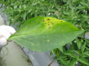 Causes des boutons sur les feuilles de poivre