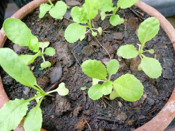 Les plants de chou sèchent