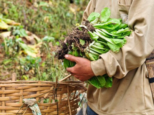 Effectuer une prophylaxie avant la plantation