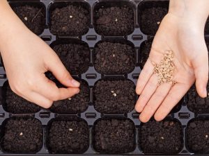 Préparation des graines de tomates pour la plantation de semis