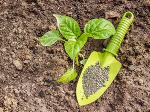 Top dressing de poivrons après la plantation en pleine terre