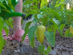 Arroser les poivrons dans une serre en polycarbonate