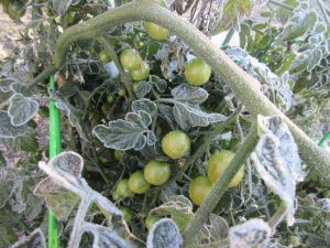 Tomates surgelées