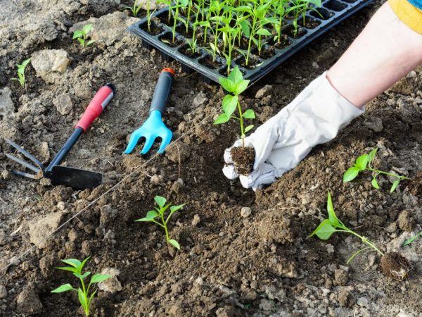 Ang pagtatanim ng mga peppers ng salad para sa mga punla