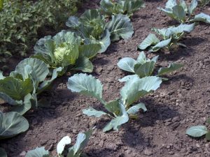 Règles pour planter du chou tardif en pleine terre