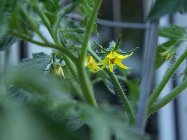 Raisons de la formation de fleurs stériles dans la serre