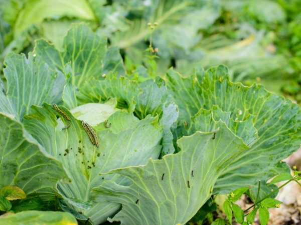 Inspectez les plantes régulièrement