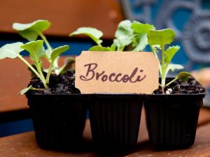 Planter correctement les plants de brocoli