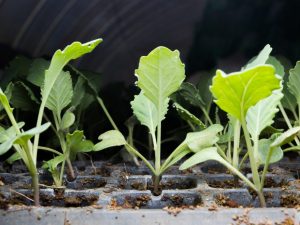 Pagtanim ng mga punla ng cauliflower