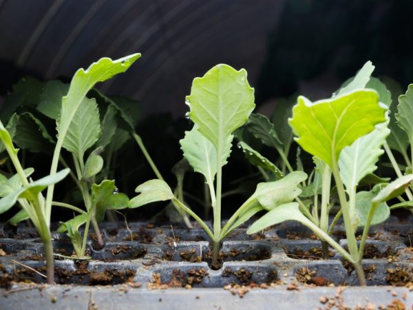 Planter des plants de chou-fleur