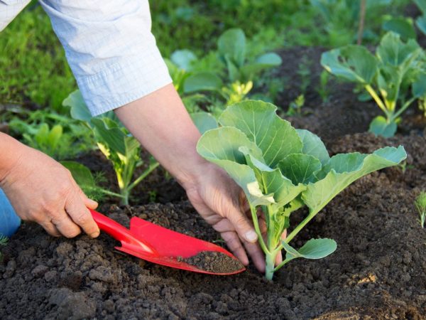 Planter des plants de chou dans l'Oural