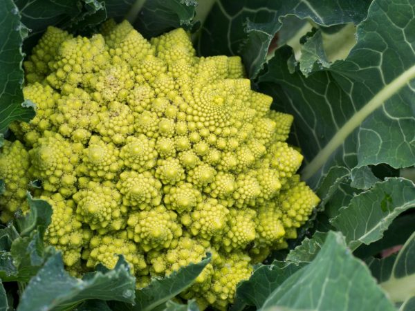 Paglalarawan ng Romanesco cabbage