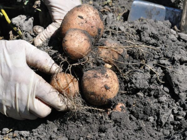 Mga katangian ng iba't ibang uri ng patatas na Romano