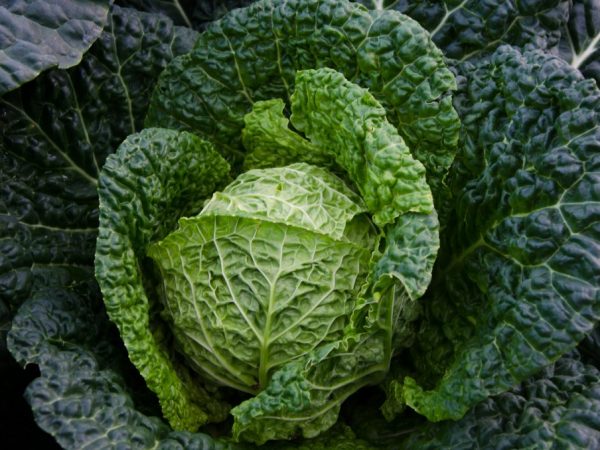 Mga katangian ng Savoy cabbage