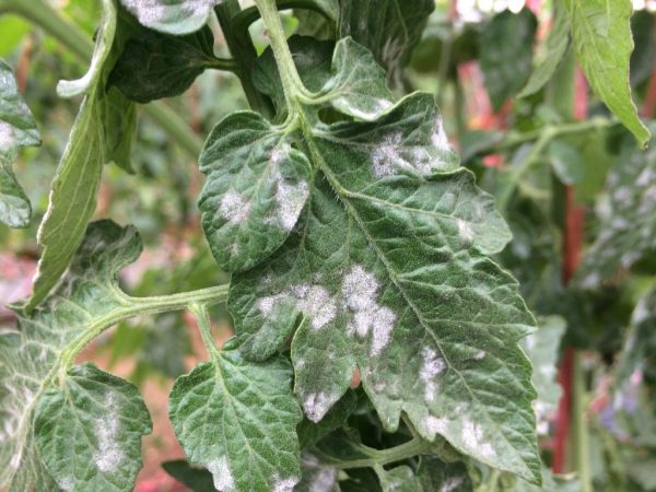 Treatment of septoria in tomatoes