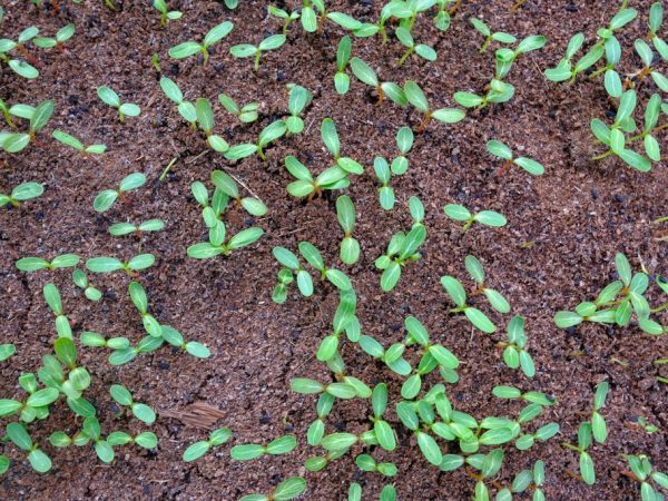 Phacelia telíti a talajt nitrogénnel