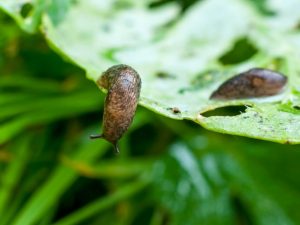 Combattre les limaces sur le chou