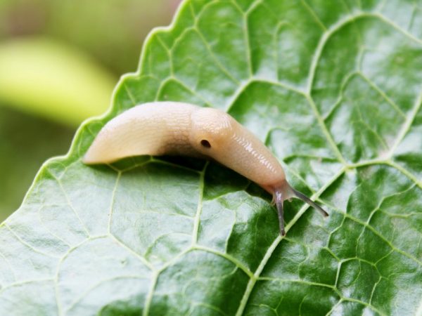 Ang paghahanda ng bagyo ay tumutulong upang mapupuksa ang mga insekto