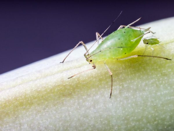 Paano alisin ang aphids sa mga punla ng paminta