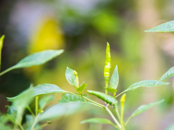 Delikado ang Aphids