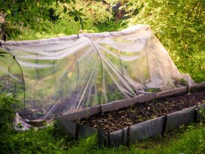 Abri pour une tomate